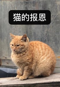 变猫后喜提团宠剧本